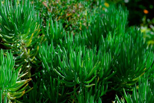 Free Vibrant green succulents with spiky leaves in natural sunlight outdoors. Stock Photo