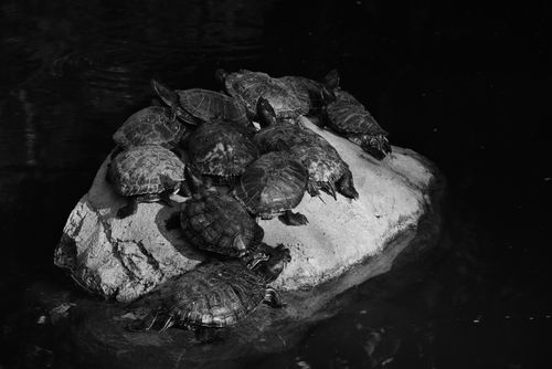 Free A black and white image of multiple turtles basking on a rock in a pond, showcasing natural wildlife behavior. Stock Photo