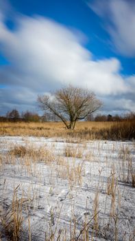 A solitary tree stands amidst a snow-covered field in Jönköpings län, Sweden, under a vibrant blue sky.