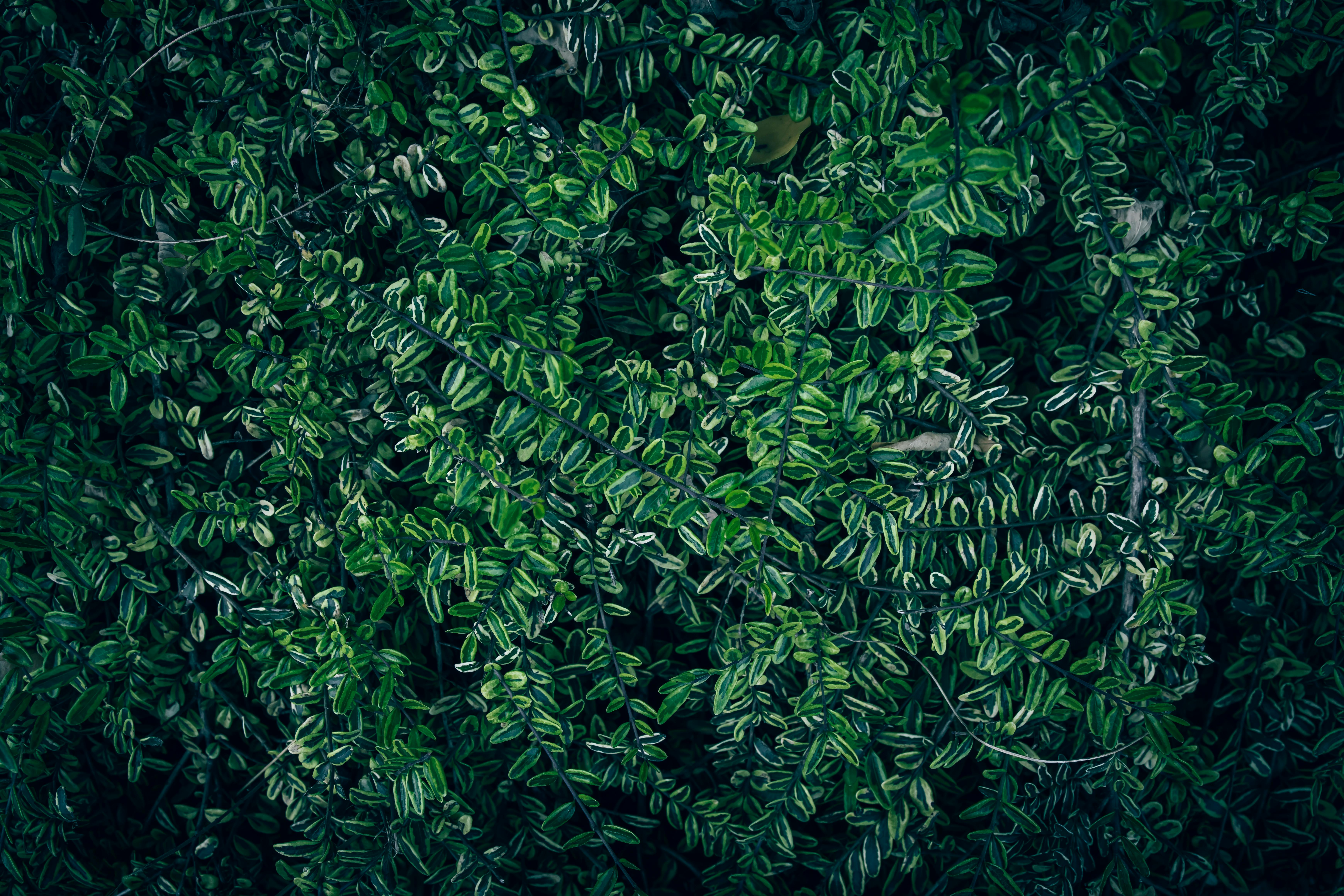Kostenlos Nahaufnahme von üppigem, dunkelgrünem Laub mit panaschierten Blättern, das einen strukturierten, natürlichen Hintergrund bildet. Stock-Foto