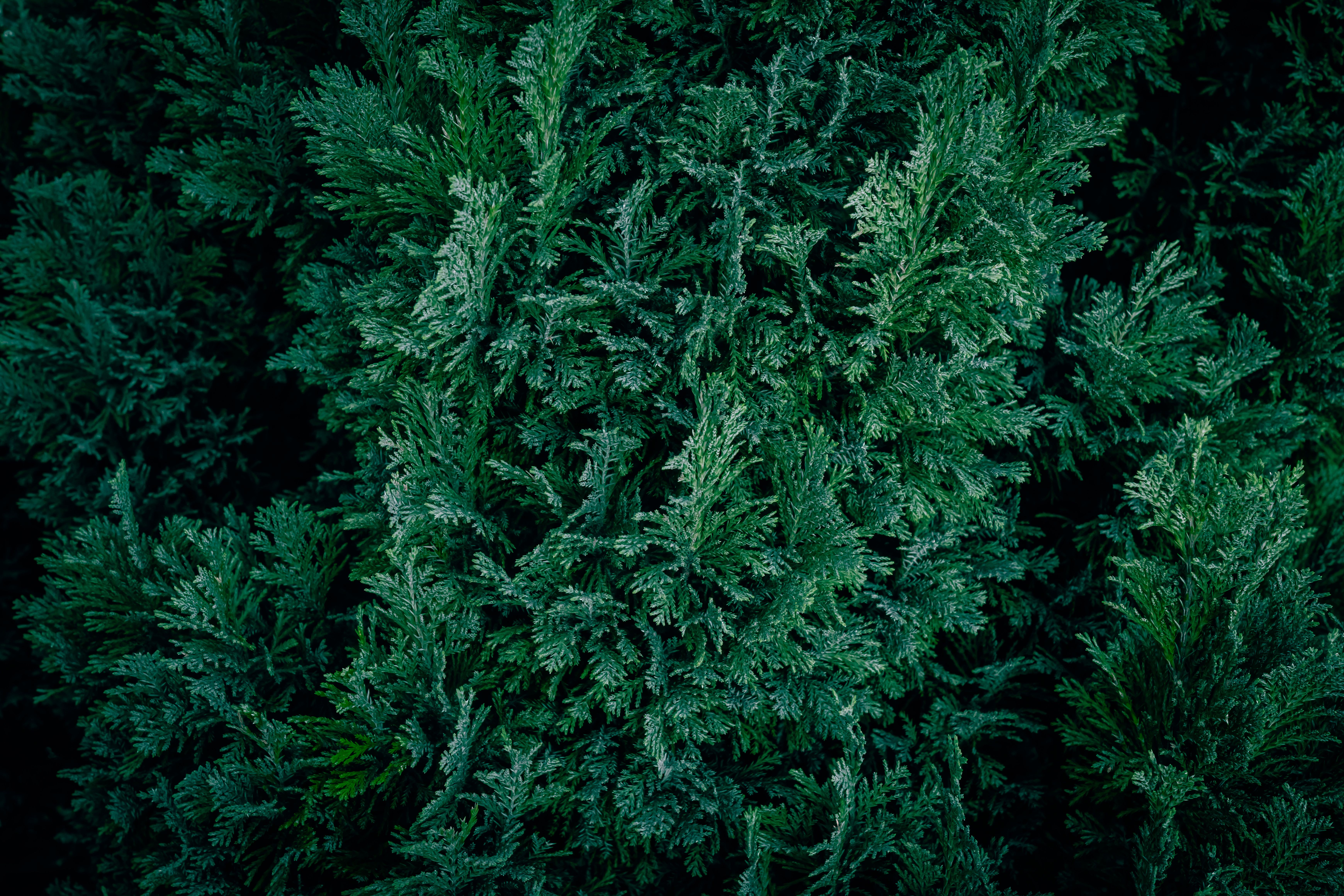 A close-up view of dense green coniferous foliage for nature backgrounds.