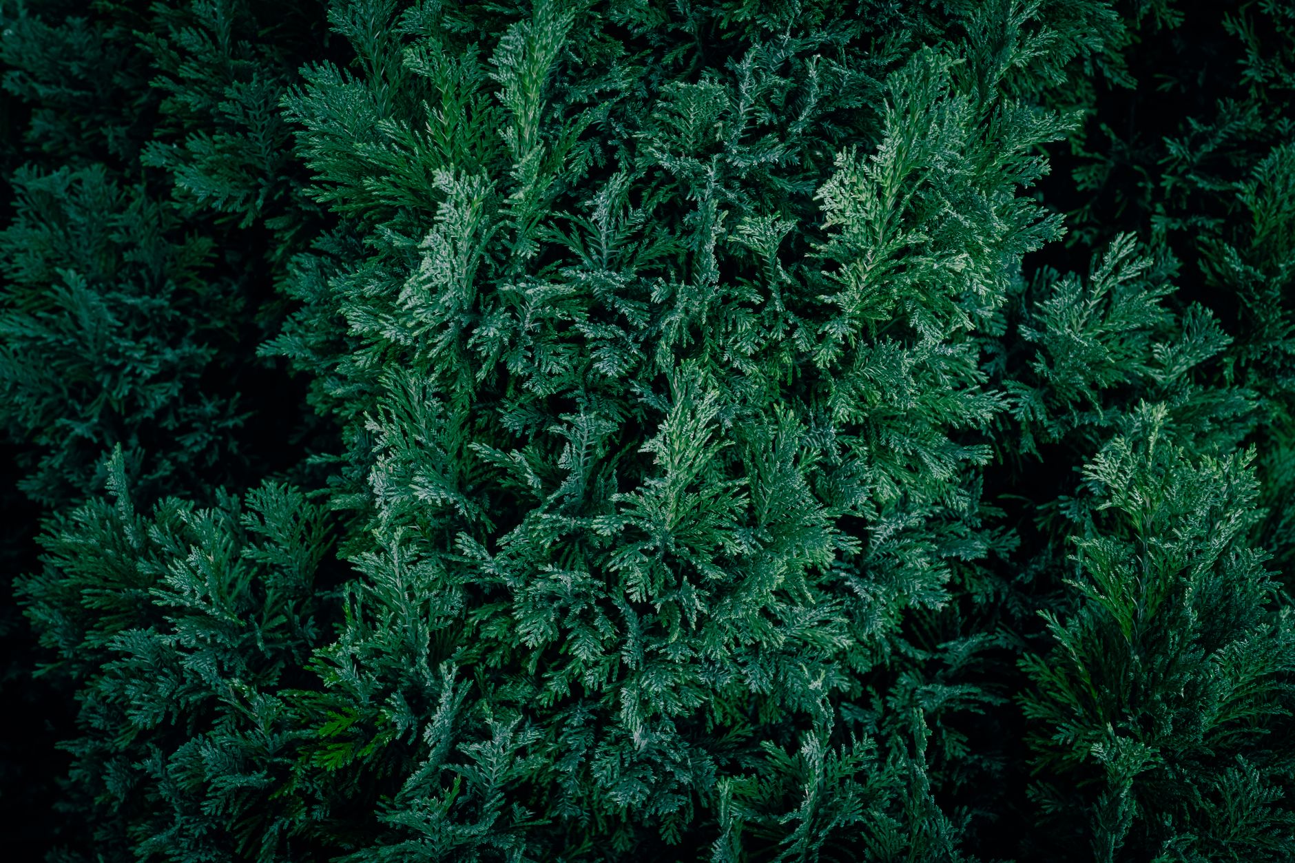 A close-up view of dense green coniferous foliage for nature backgrounds.