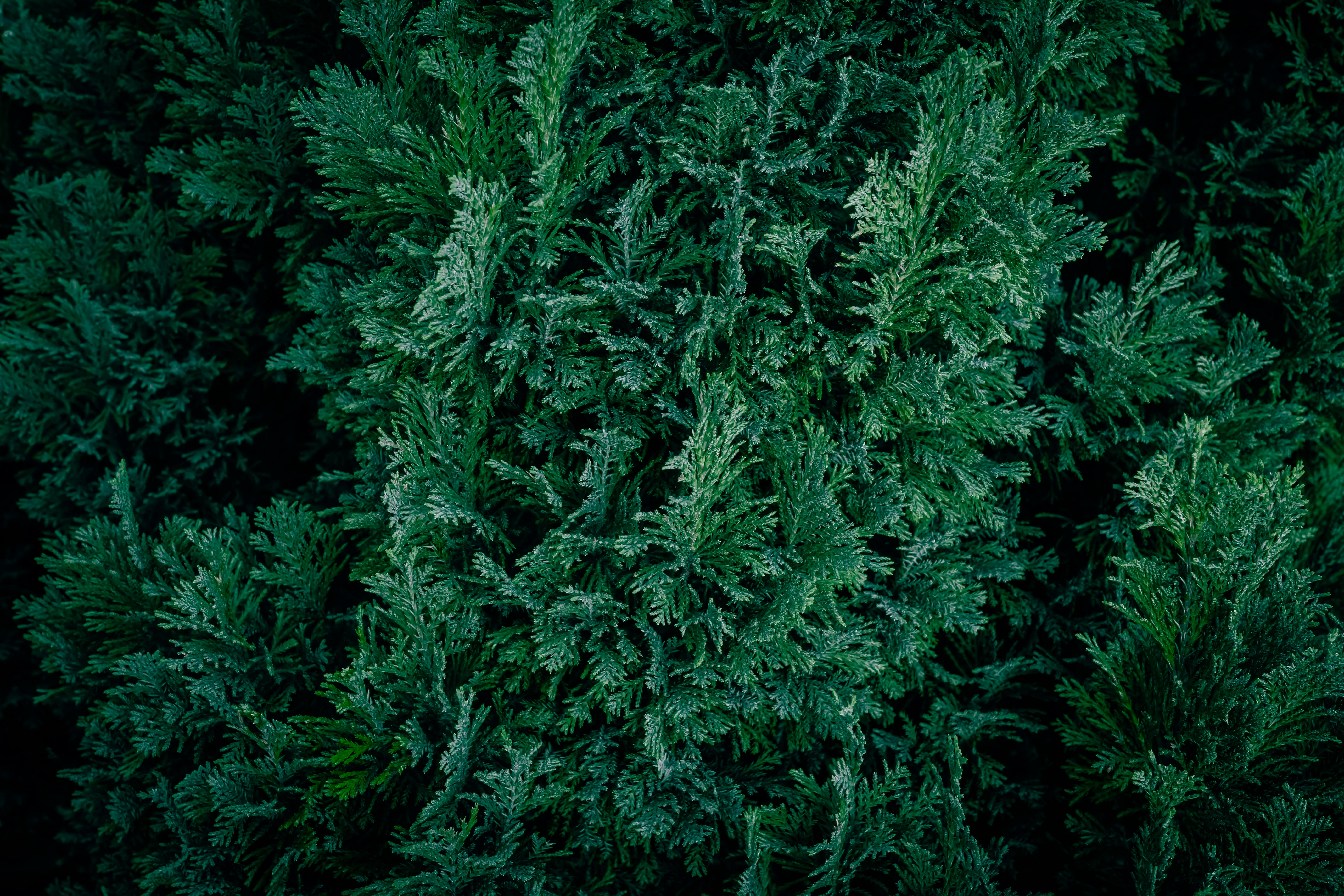 Gratuit Gros plan sur un feuillage dense de conifères verts, idéal pour des fonds naturels. Photos