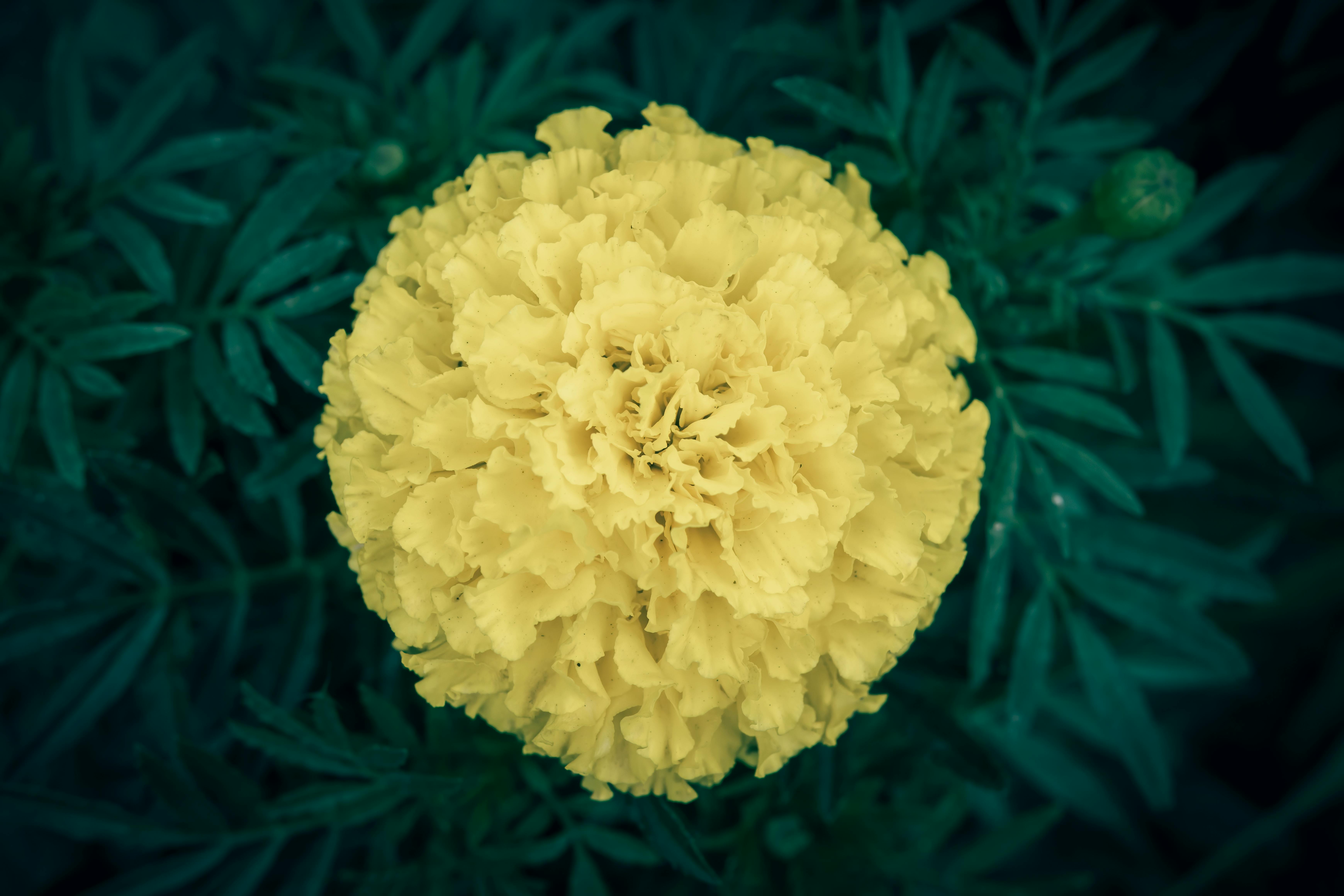 Безкоштовне Крупний план яскраво-жовтої календули в повному розквіті з темно-зеленим листям. стокове фото