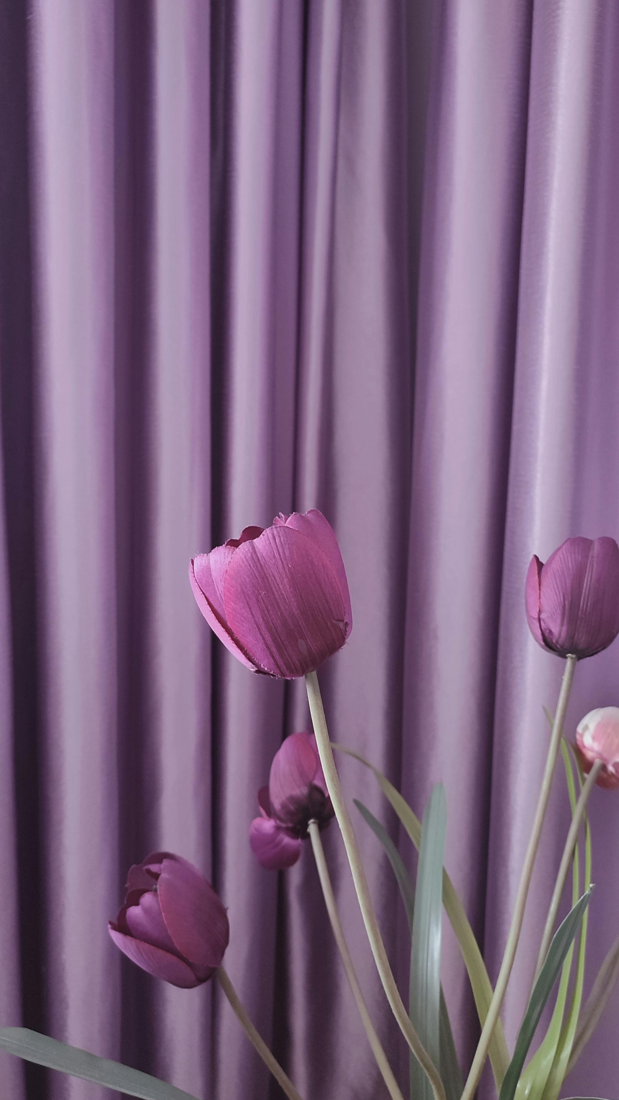 grátis Tulipas roxas vibrantes destacam-se elegantemente contra cortinas lilás suaves, criando uma composição serena e artística. Foto profissional