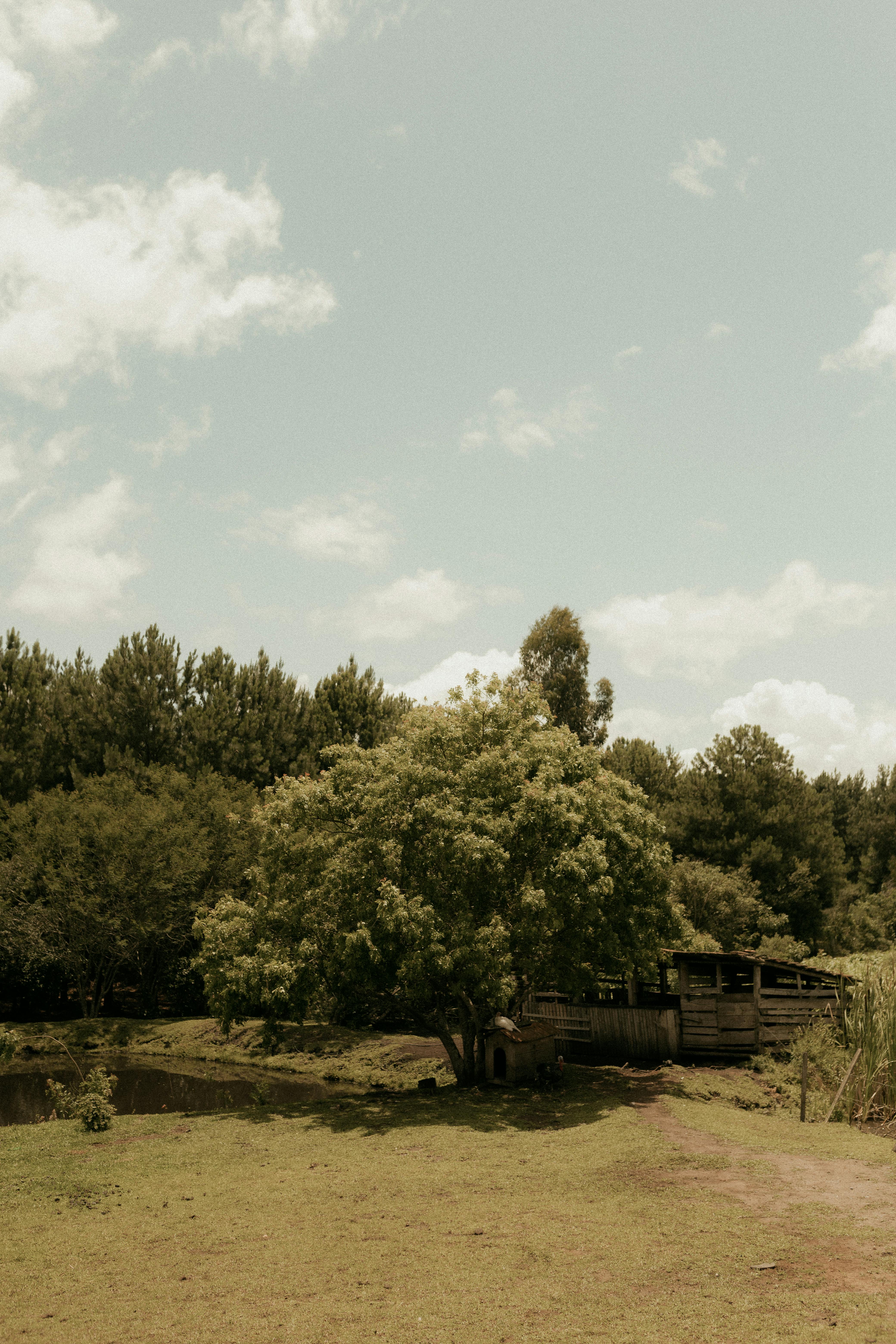 Gratuit Scène rurale sereine : un grand arbre près d'un hangar en bois sous un ciel dégagé. Photos