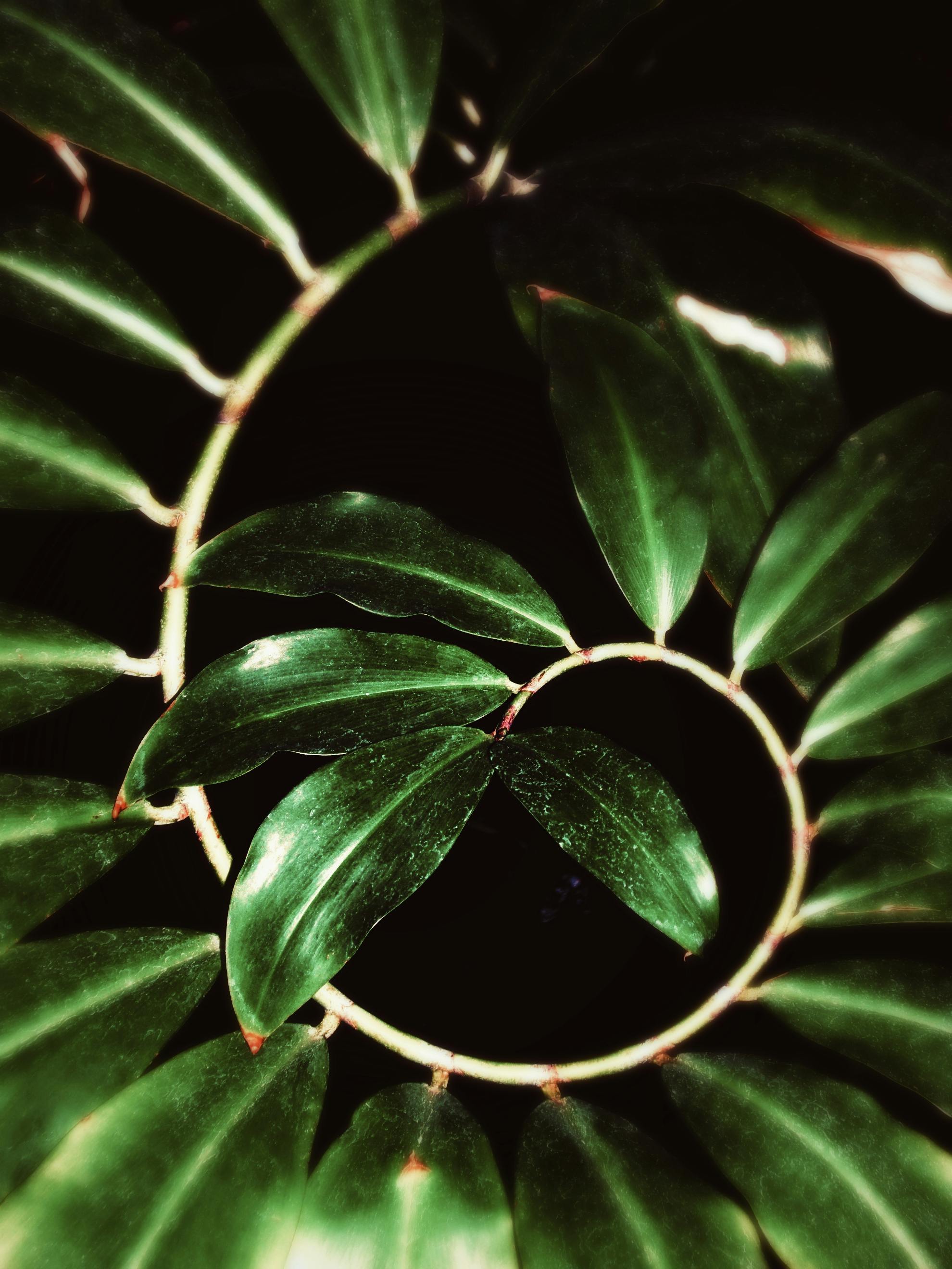grátis Imagem em close-up de folhas verde-vibrantes formando um padrão espiral contra um fundo escuro. Foto profissional