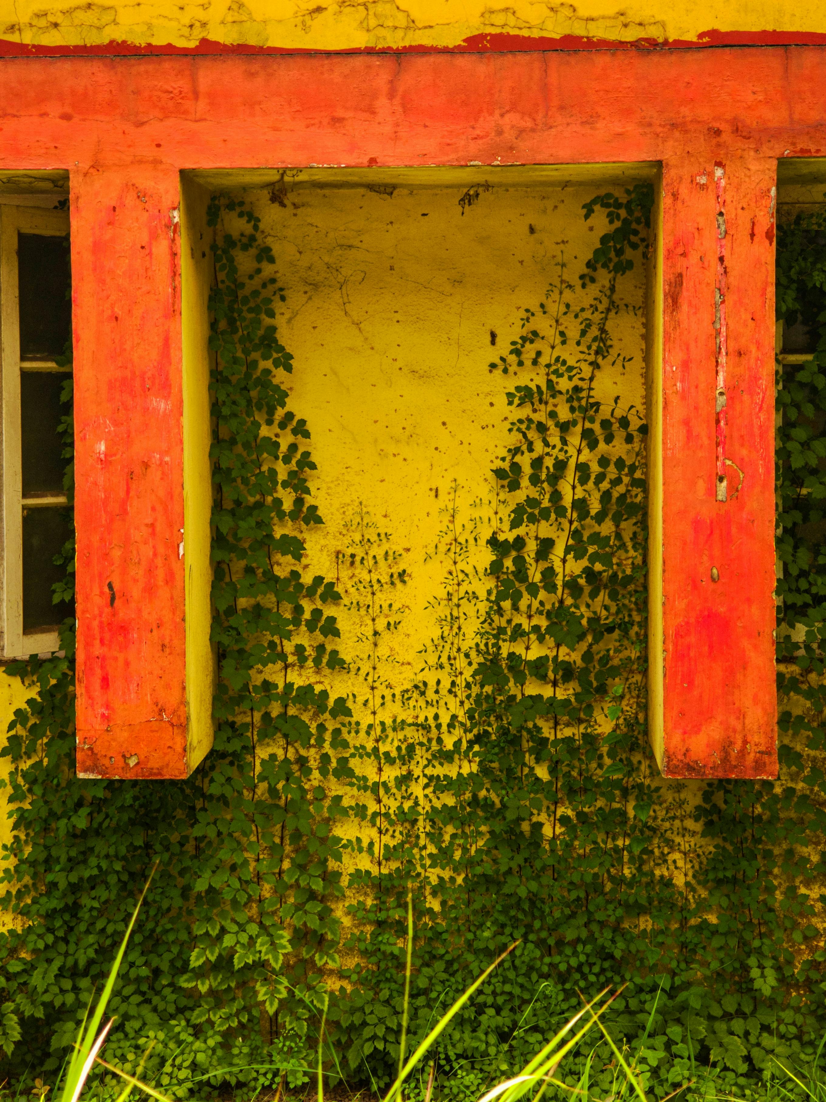 grátis Parede amarela brilhante com detalhes em vermelho e trepadeiras em Kochi, Índia. Foto profissional