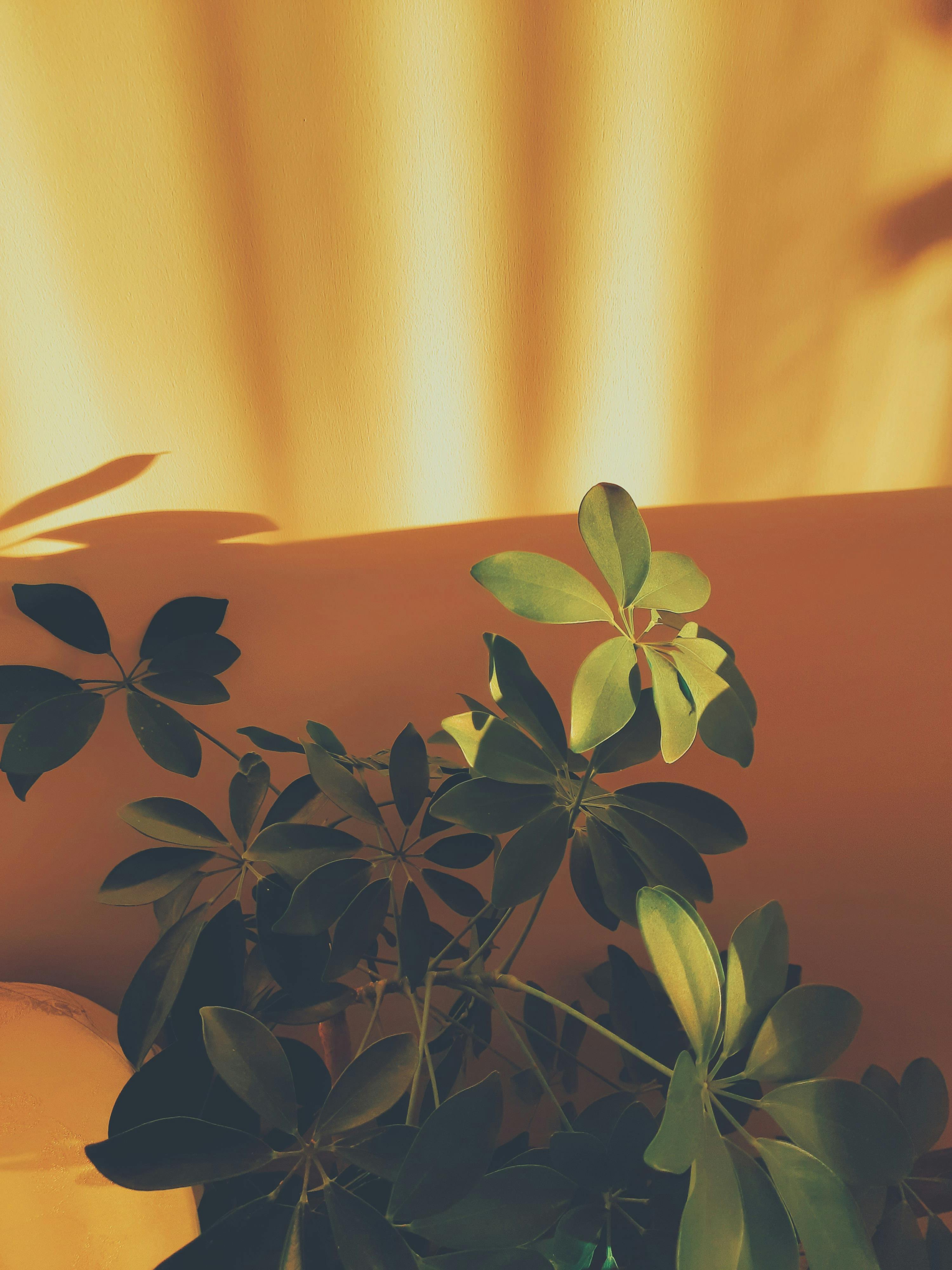 免费 阳光洒在树叶上，在室内投下斑驳的光影，营造出宁静祥和的氛围。 素材图片