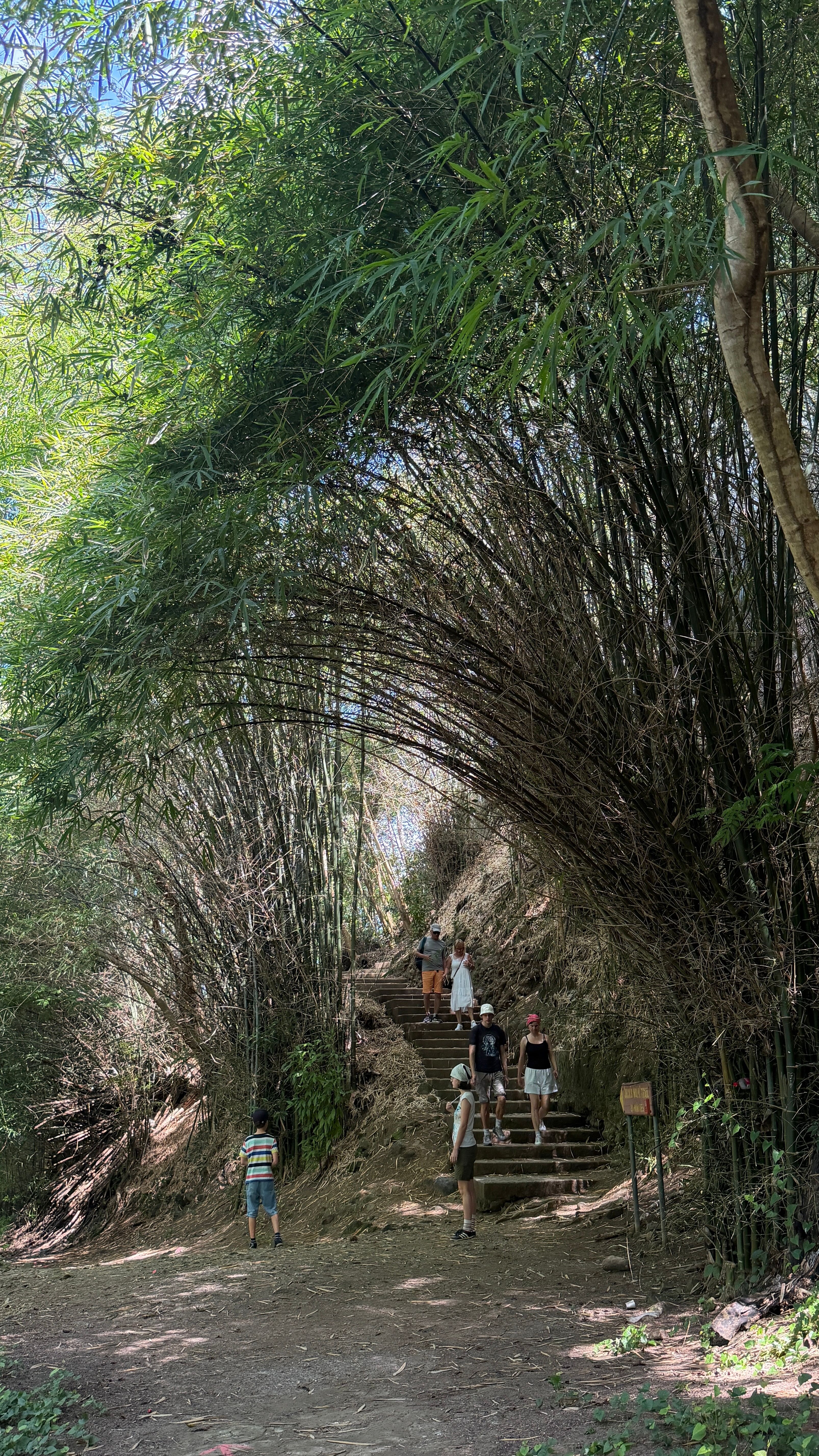 Tourists enjoy a scenic walk through lush bamboo groves in Roseau, Dominique.