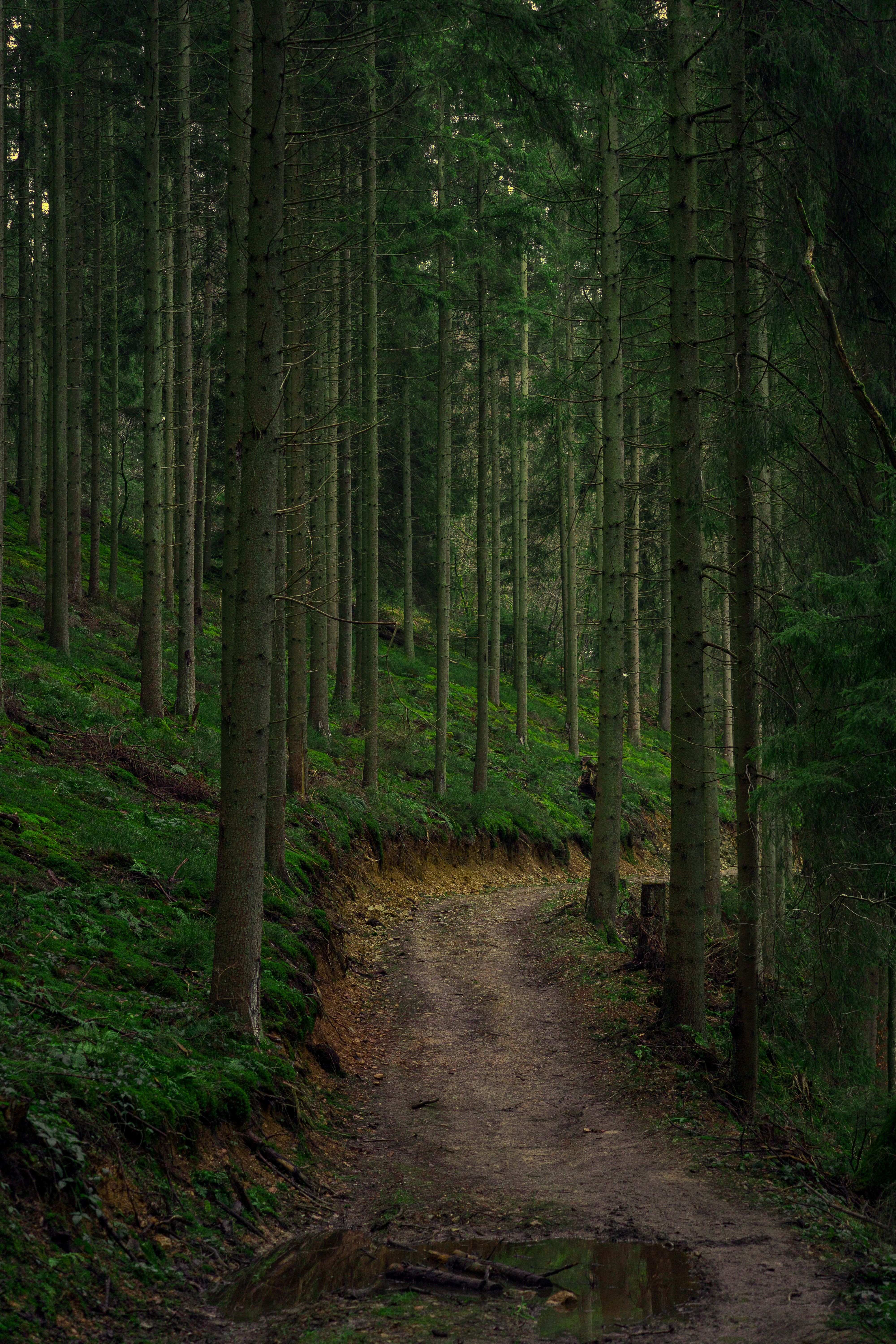 Footpath in Deep, Evergreen Forest · Free Stock Photo
