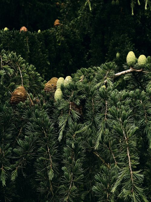 Free Vibrant green conifer branches in Oviedo, Spain featuring pine cones, signaling nature's resilience. Stock Photo