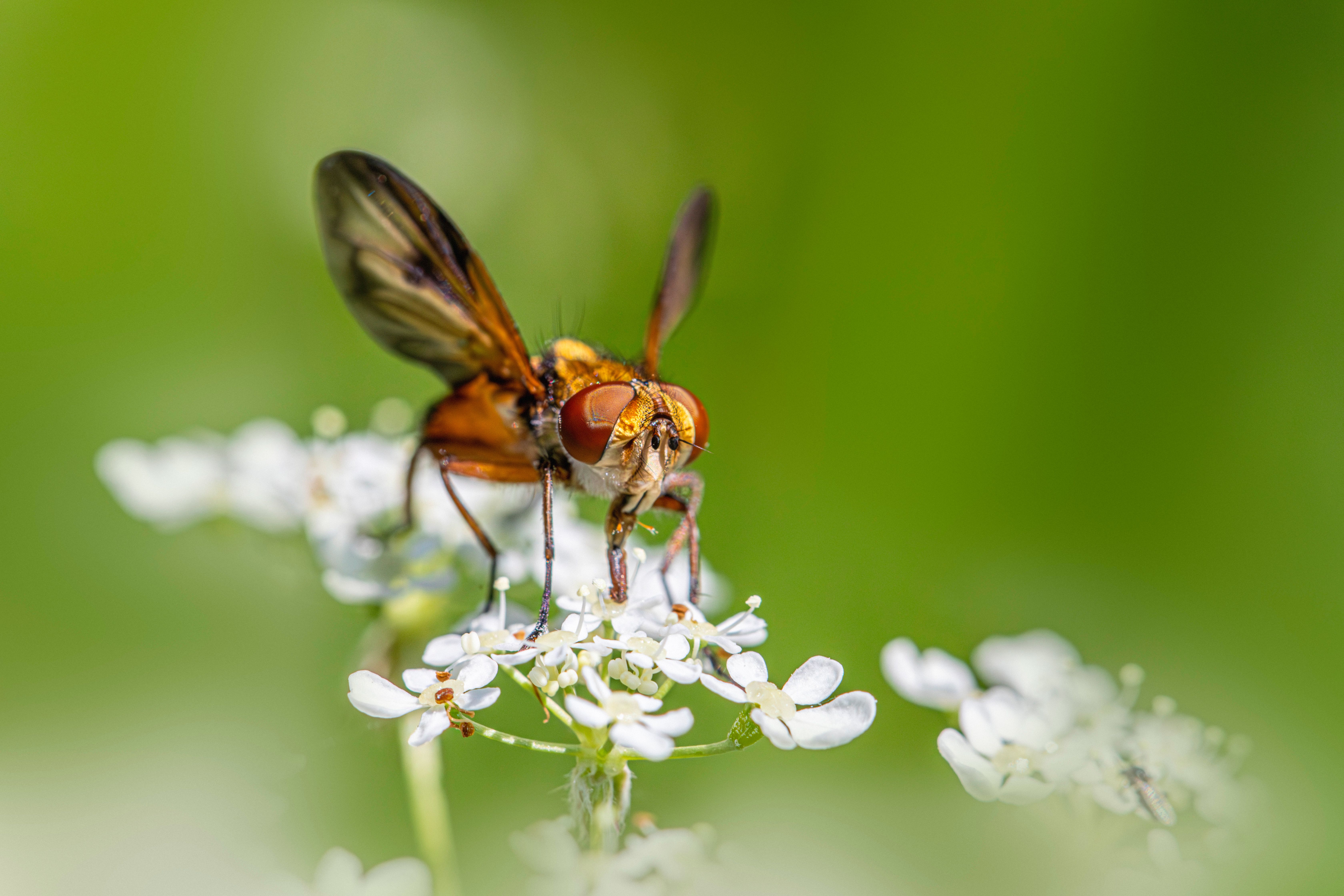 Detailed macro shot of a tachinid fly resting on delicate white flowers with a vibrant green background.