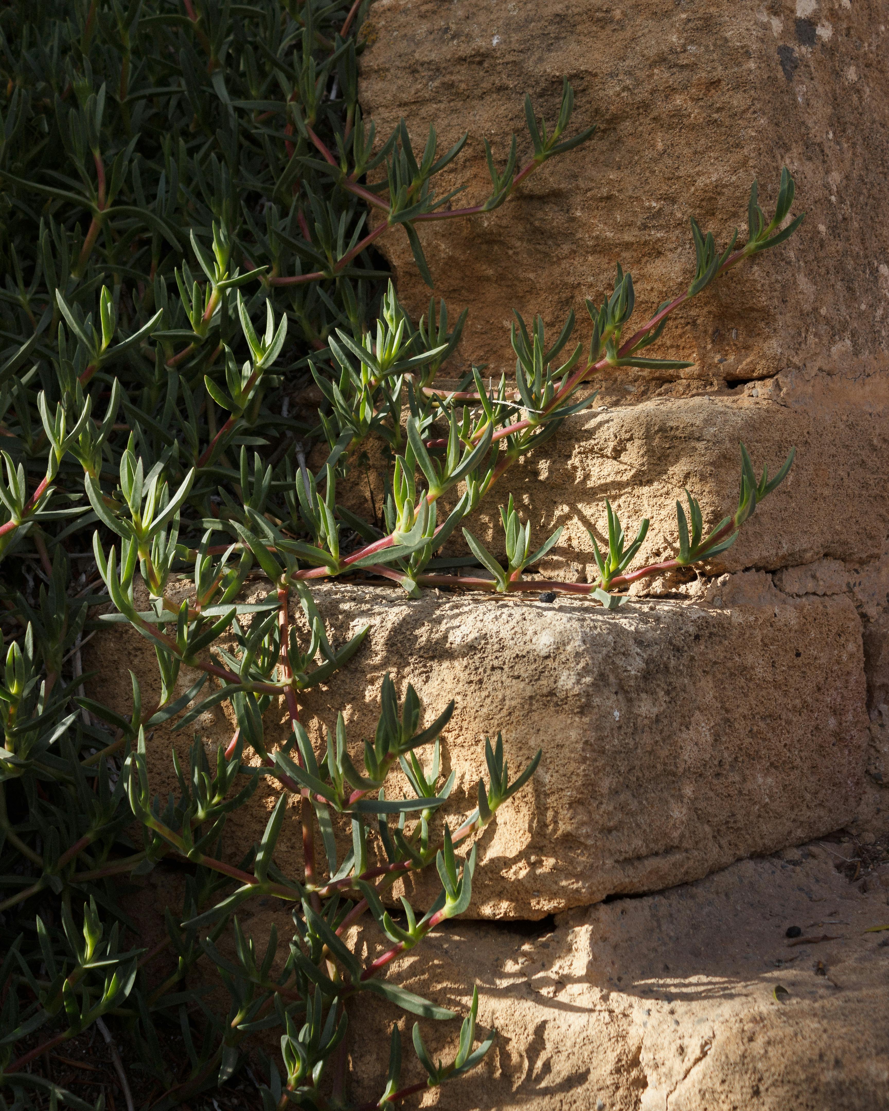 grátis Suculentas iluminadas pelo sol, crescendo em degraus de pedra desgastados em um ambiente desértico, criam uma cena rústica e natural. Foto profissional