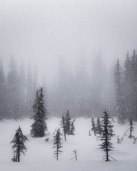 A serene winter forest enveloped in fog, showcasing snow-covered trees.