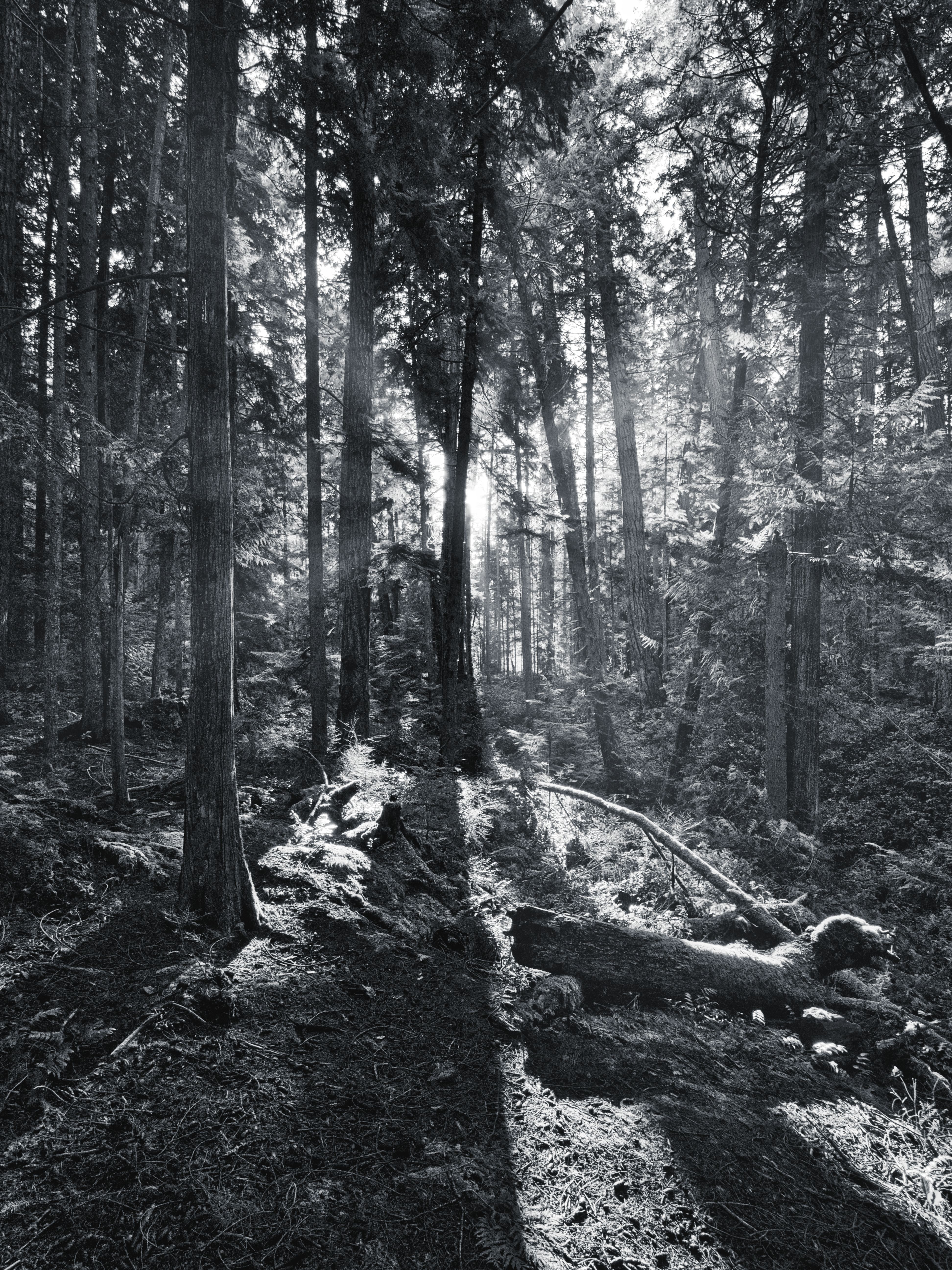 Serene Black and White Forest Landscape · Free Stock Photo
