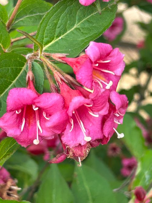 Free Close-up shot of vibrant pink Weigela flowers with lush green leaves, showcasing nature's vivid colors in summer. Stock Photo