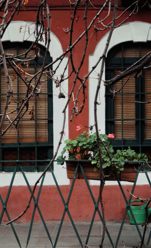 Free Charming street view of an İstanbul window with potted flowers, framed by leafless branches. Stock Photo