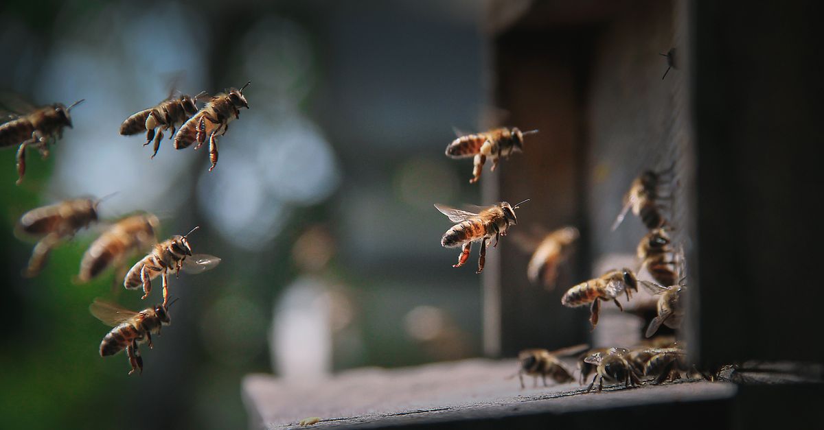 Detailed shot of honey bees entering a hive, showcasing natural behavior and pollination. - Evidence evidence guide for propolis immune support randomized trial