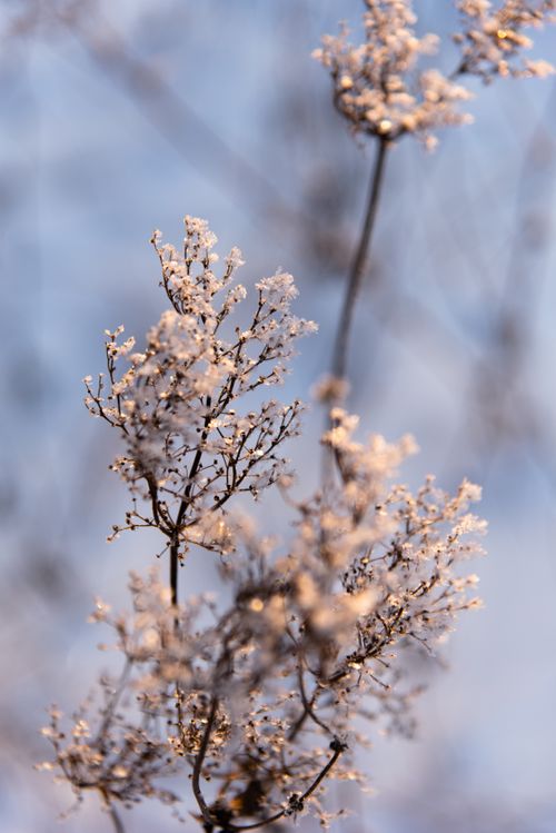 Free Beautiful frosted plants captured in the soft light of a winter morning. Stock Photo