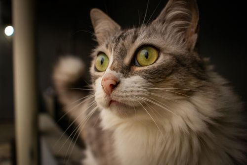 Free Capture of a fluffy cat with striking green eyes looking intently. Perfect for pet-themed projects. Stock Photo