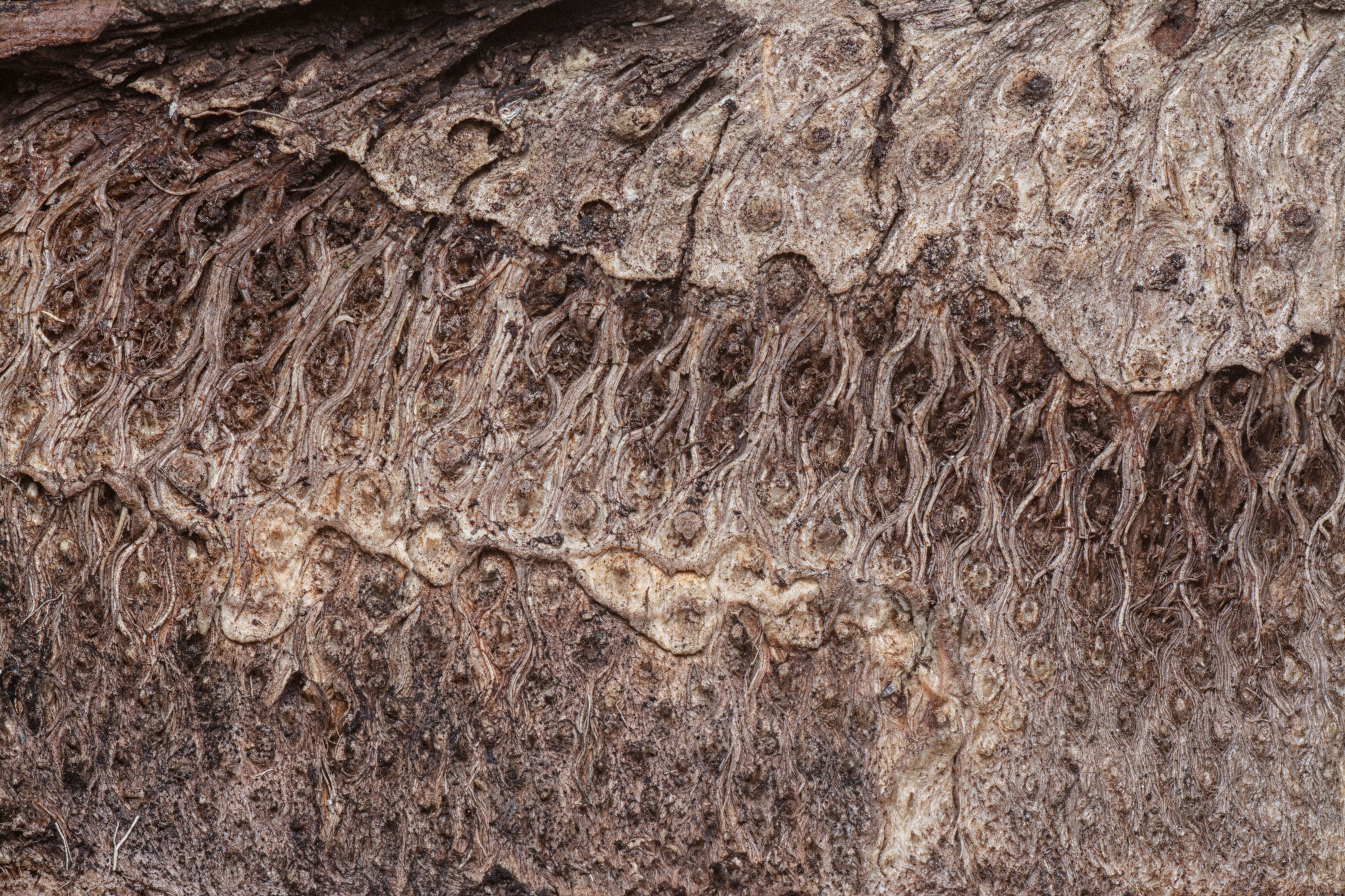 Close-up of Textured Tree Bark Pattern · Free Stock Photo