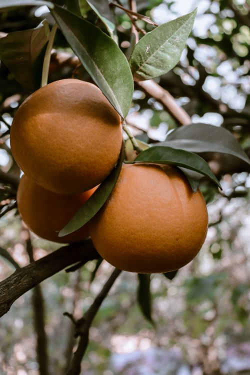 Free Close-up of ripe oranges and green leaves on a tree branch, capturing nature's vivid colors. Stock Photo