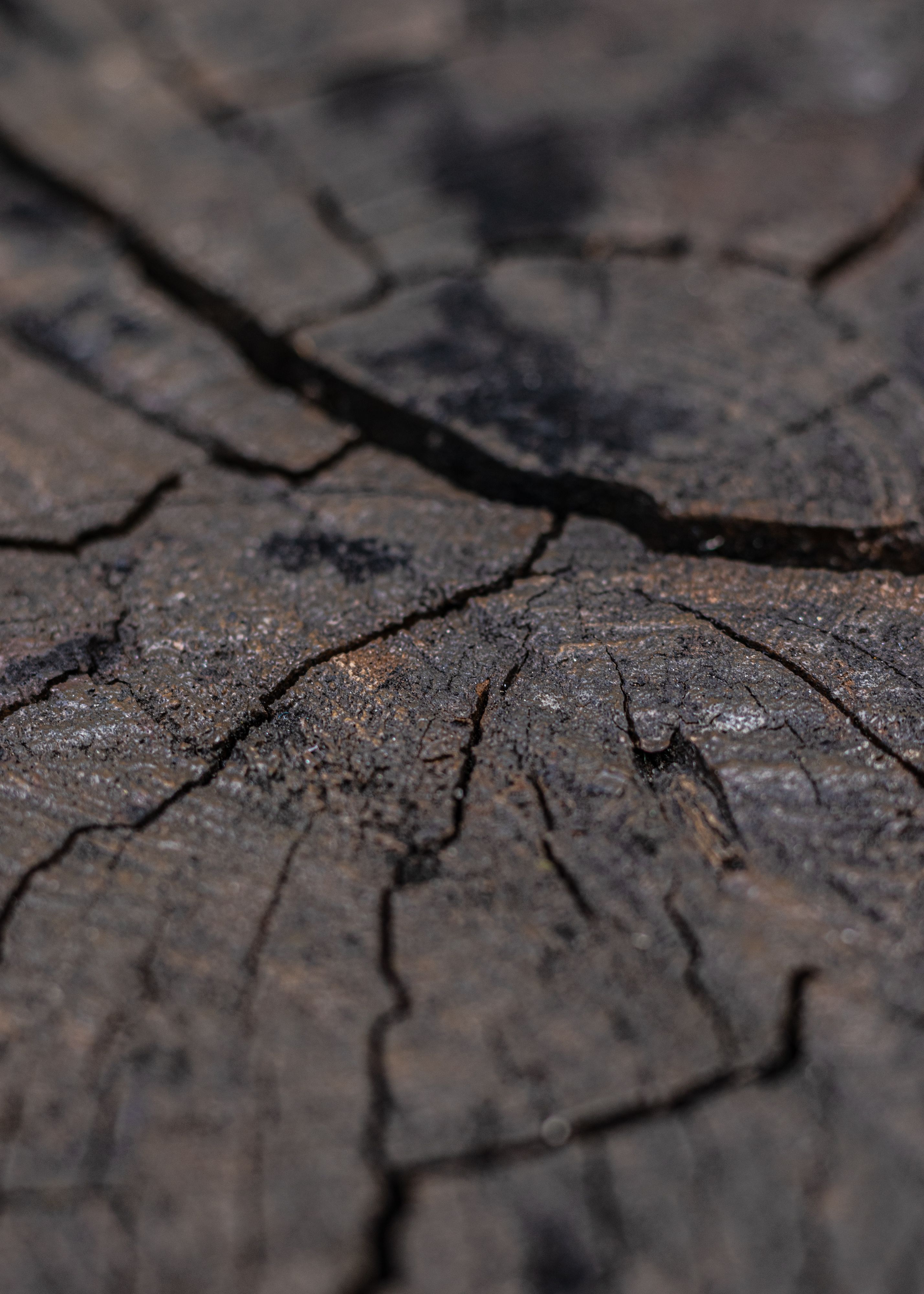 Close-up of Charred Wood Texture · Free Stock Photo