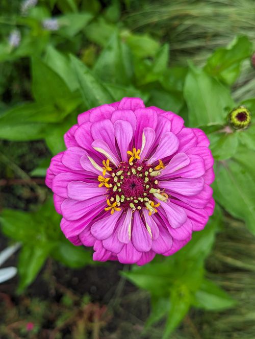 Free A vibrant pink zinnia in full bloom, showcasing nature's beauty in a Michigan garden. Stock Photo