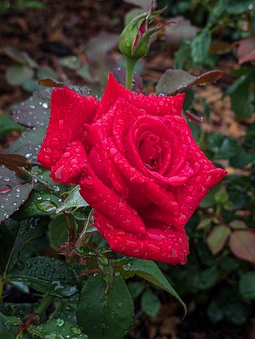 Free Close-up of a red rose covered in dewdrops after rain, capturing a serene beauty in nature. Stock Photo