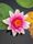 water lily