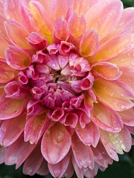 Close-up of a vibrant dahlia flower with rain droplets, showcasing its detailed petals.