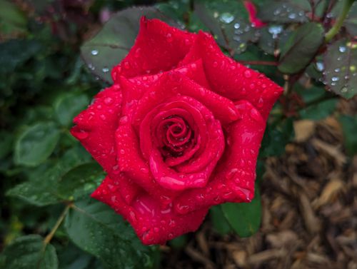 Free Close-up of a vibrant red rose with rain droplets on petals, showcasing nature's beauty. Stock Photo