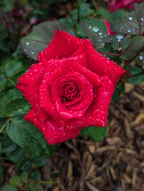 Free Close-up of a vibrant red rose covered in dew drops, showcasing natural beauty and elegance. Stock Photo