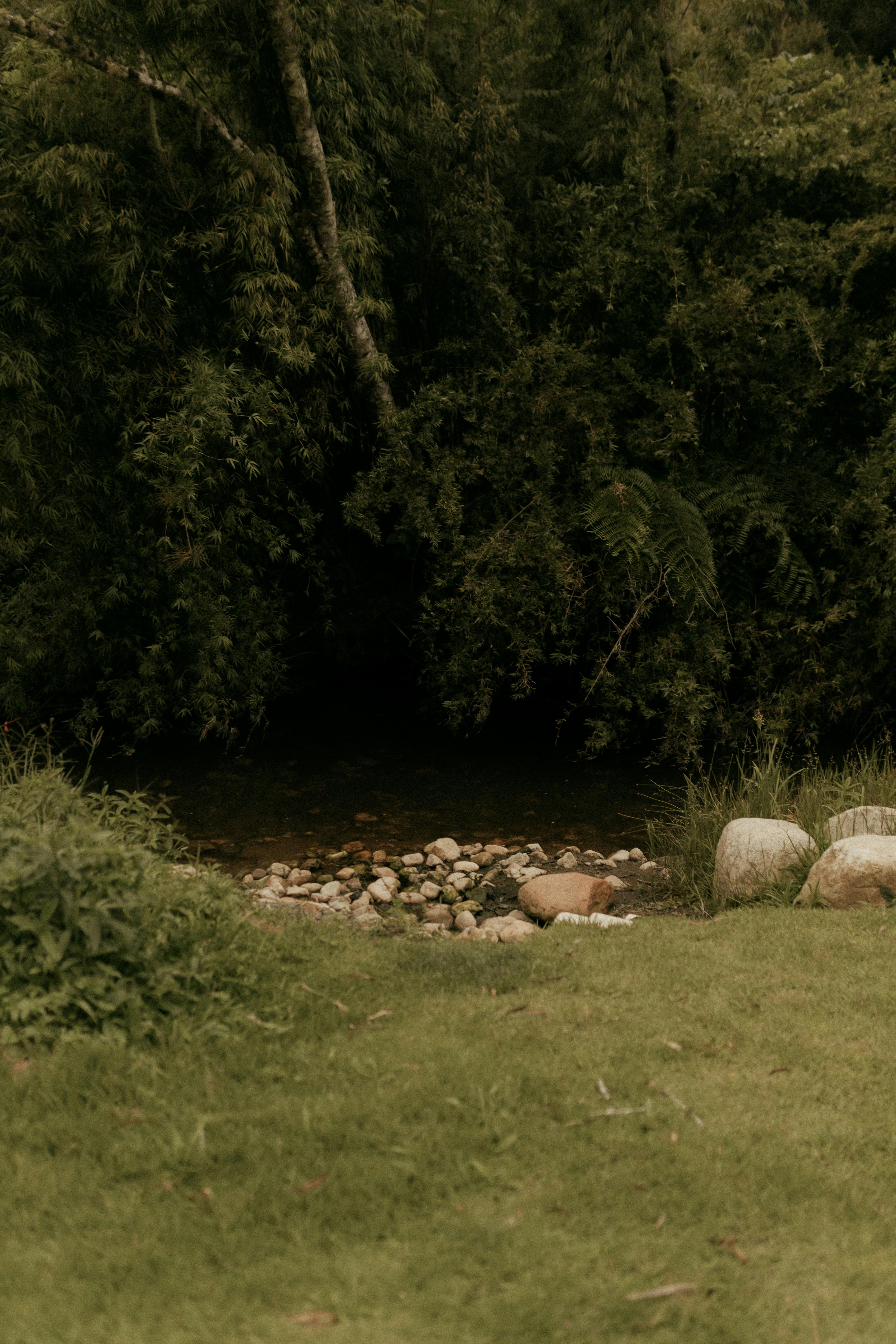 grátis Cena tranquila de floresta com um pequeno riacho com pedras rodeado por vegetação exuberante. Foto profissional