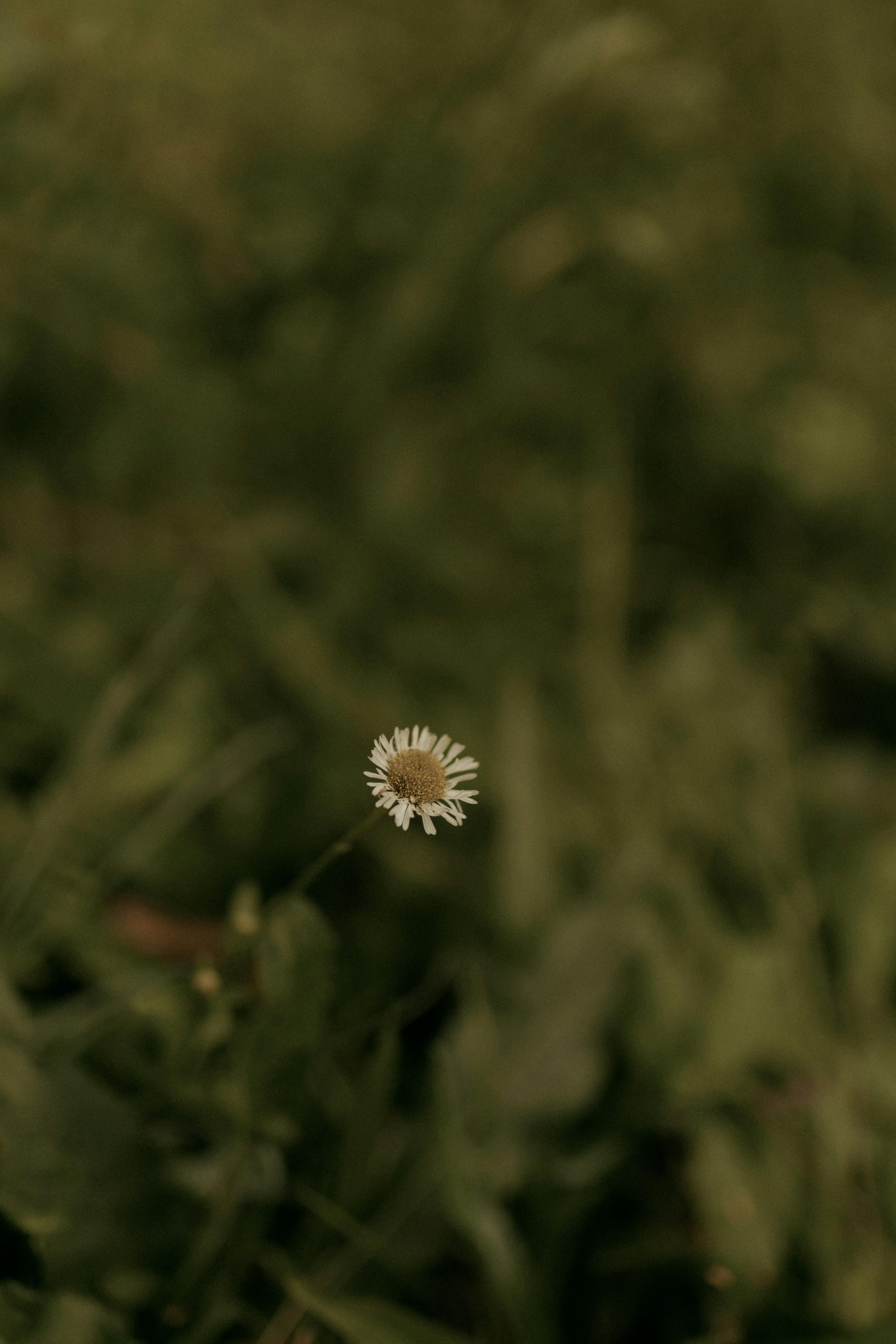 gratis Een eenzame margriet steekt af tegen een wazige groene achtergrond en straalt rust uit. Stockfoto