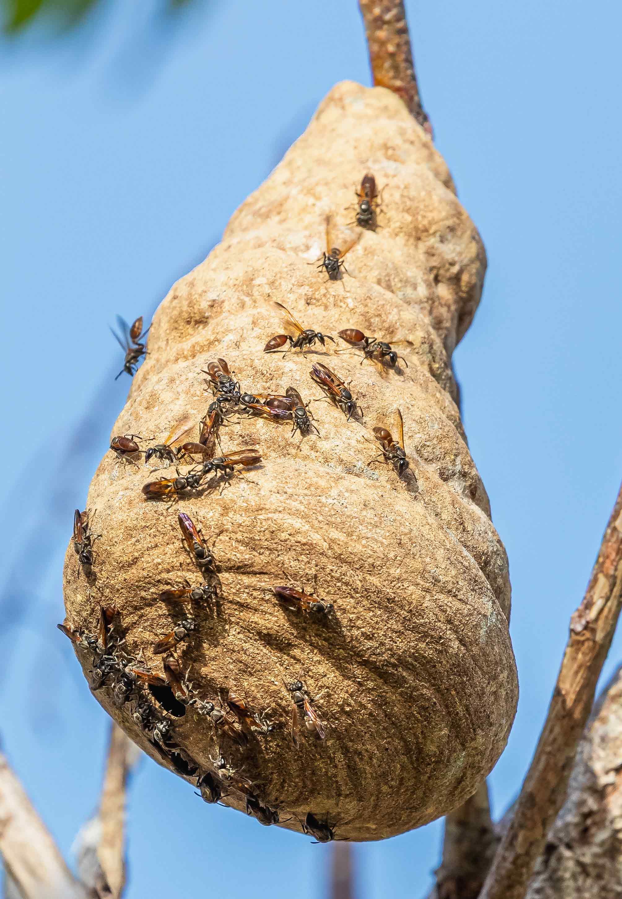 Close-up of Paper Wasp Nest with Wasps in Tree · Free Stock Photo