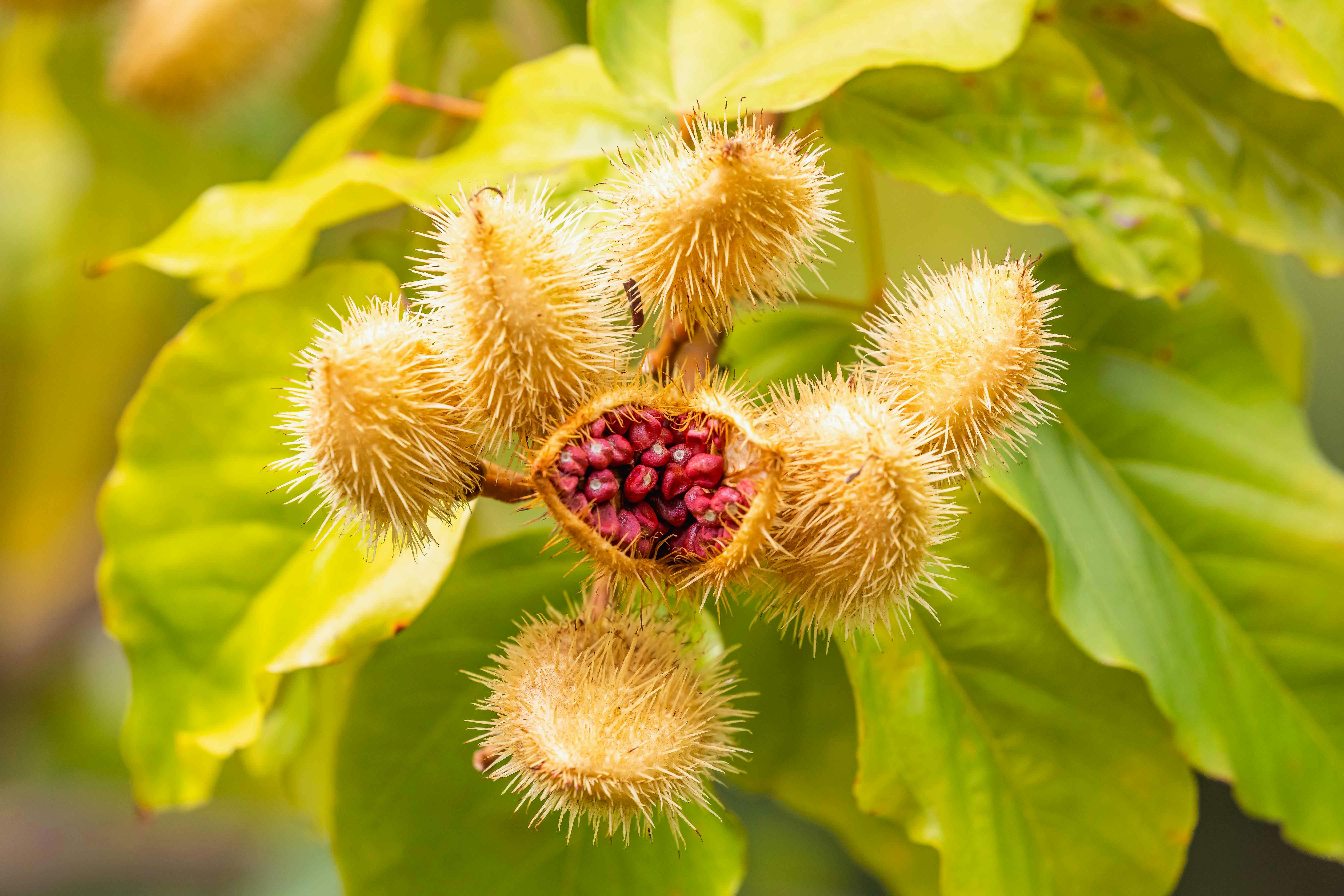 Comment choisir des semences bio pour votre jardin bio