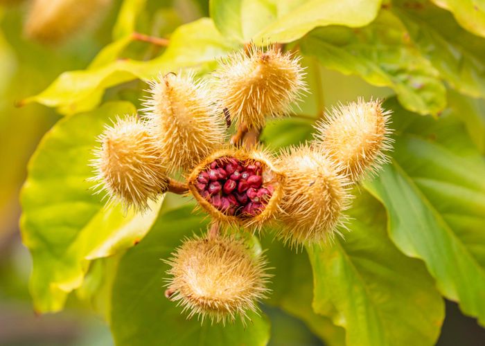 Annatto Atsuete Plant - Urban Goes Green Plant Guide