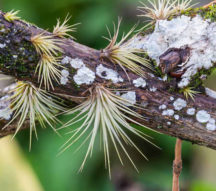 Imagen de Plantas que No Necesitan Tierra: Guía de Tillandsias y Bromelias de Aire