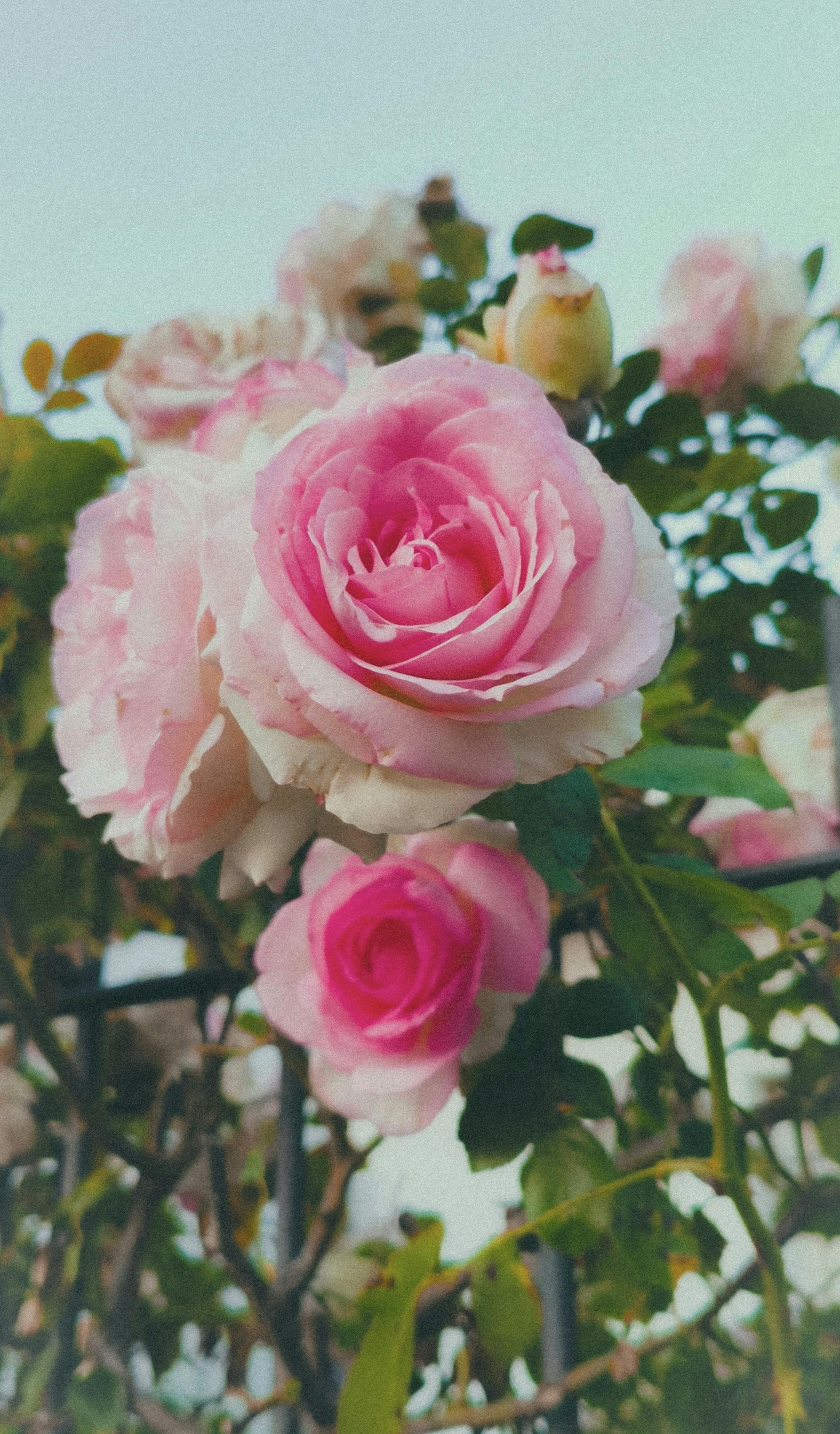 Free Close-up of vibrant pink roses in full bloom, capturing nature's beauty outdoors. Stock Photo