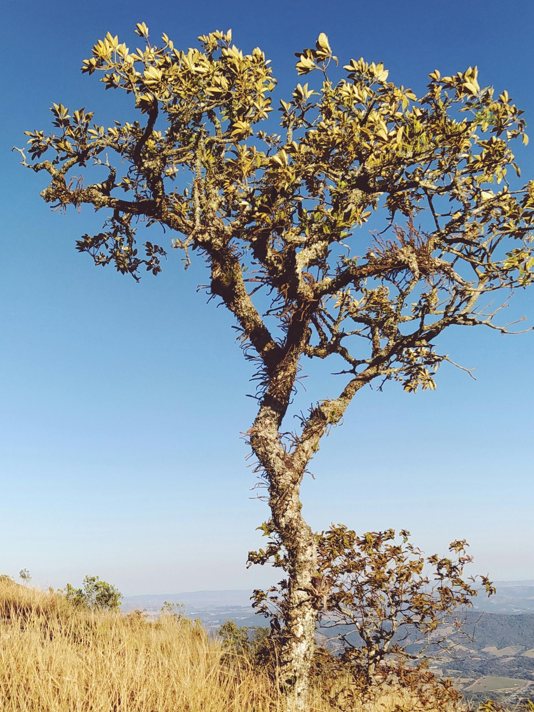 Lonely tree on a hill with distant mountains and clear blue sky in the background.