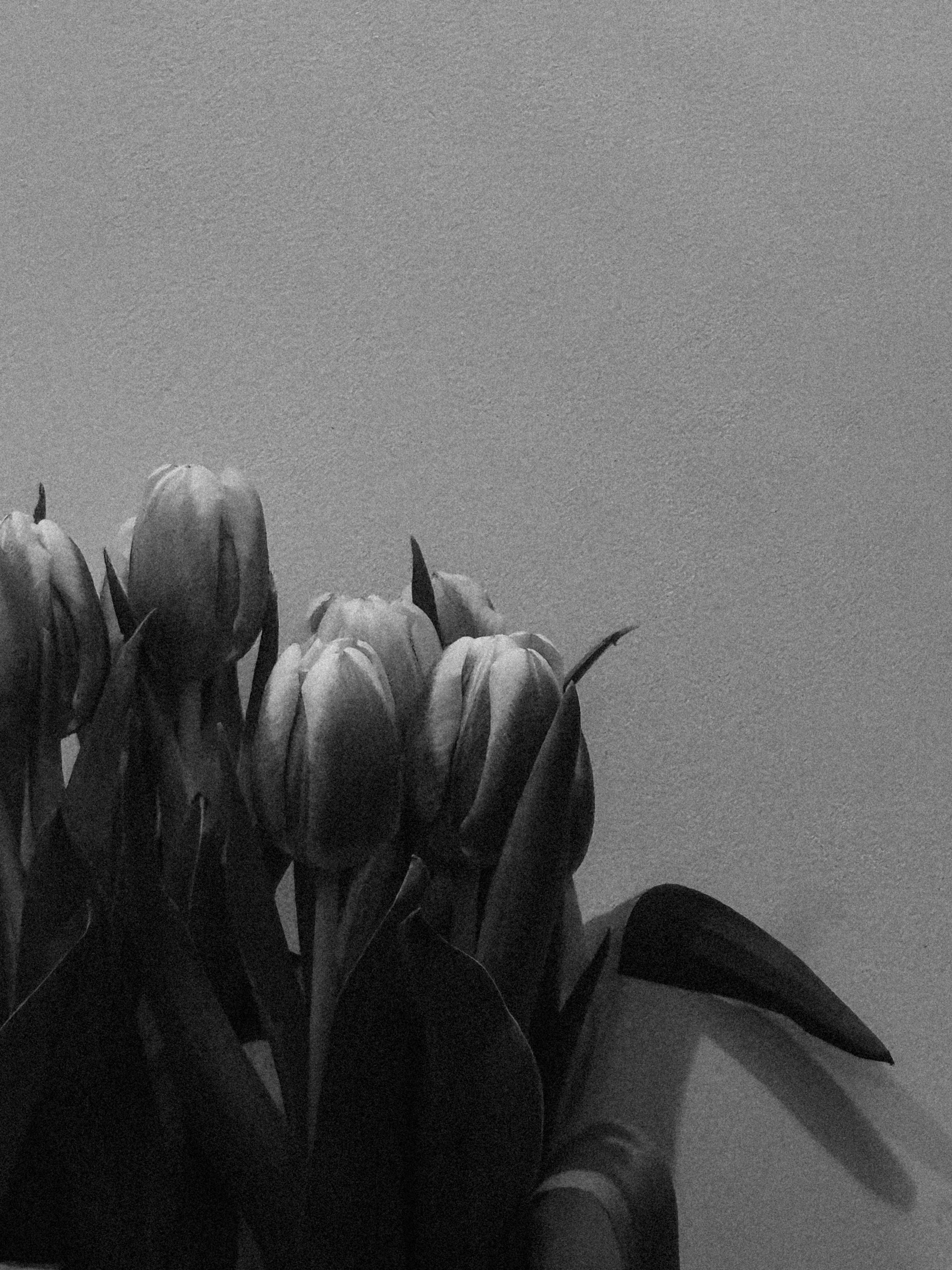 ingyenes Tulipánokról készült monokróm fotó minimalista hangulattal, kiemelve az eleganciát és az egyszerűséget. Stockfotó