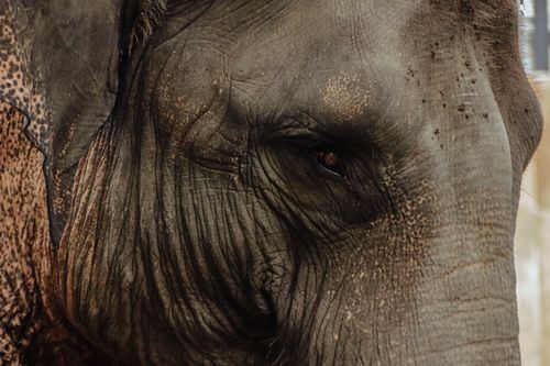 Free Detailed close-up of an Asian elephant's eye showcasing its textured skin in Indonesia. Stock Photo