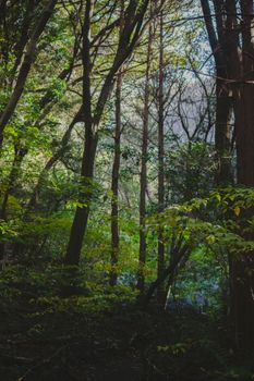 Tranquil forest scene with sunlight filtering through tall trees, creating a serene atmosphere.