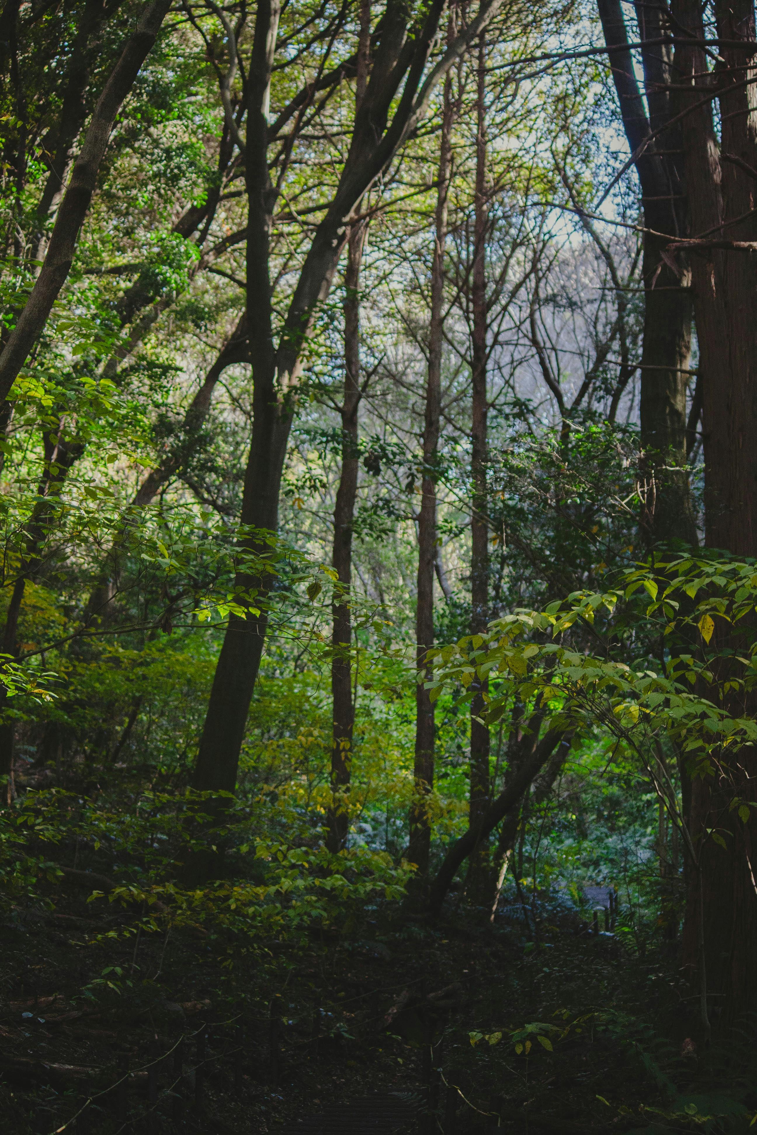 grátis Cena tranquila de floresta com a luz do sol filtrando-se através das árvores altas, criando uma atmosfera serena. Foto profissional