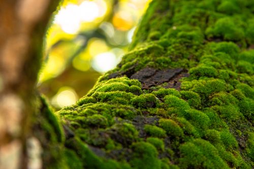Free Close-up of vibrant green moss covering a tree trunk in a lush Indonesian forest. Stock Photo