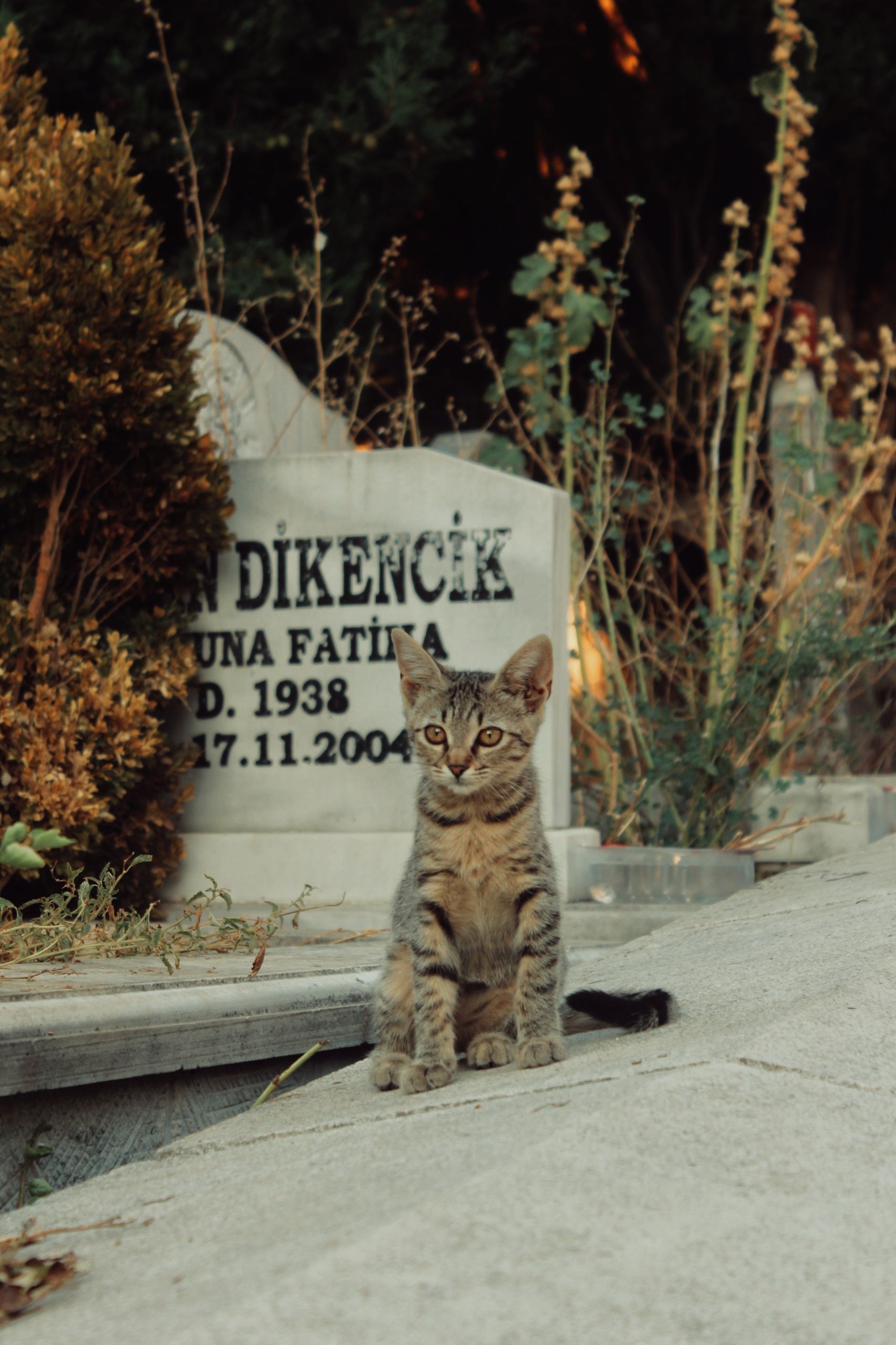Tabby Cat Sitting by a Historical Tombstone in Bursa · Free Stock Photo