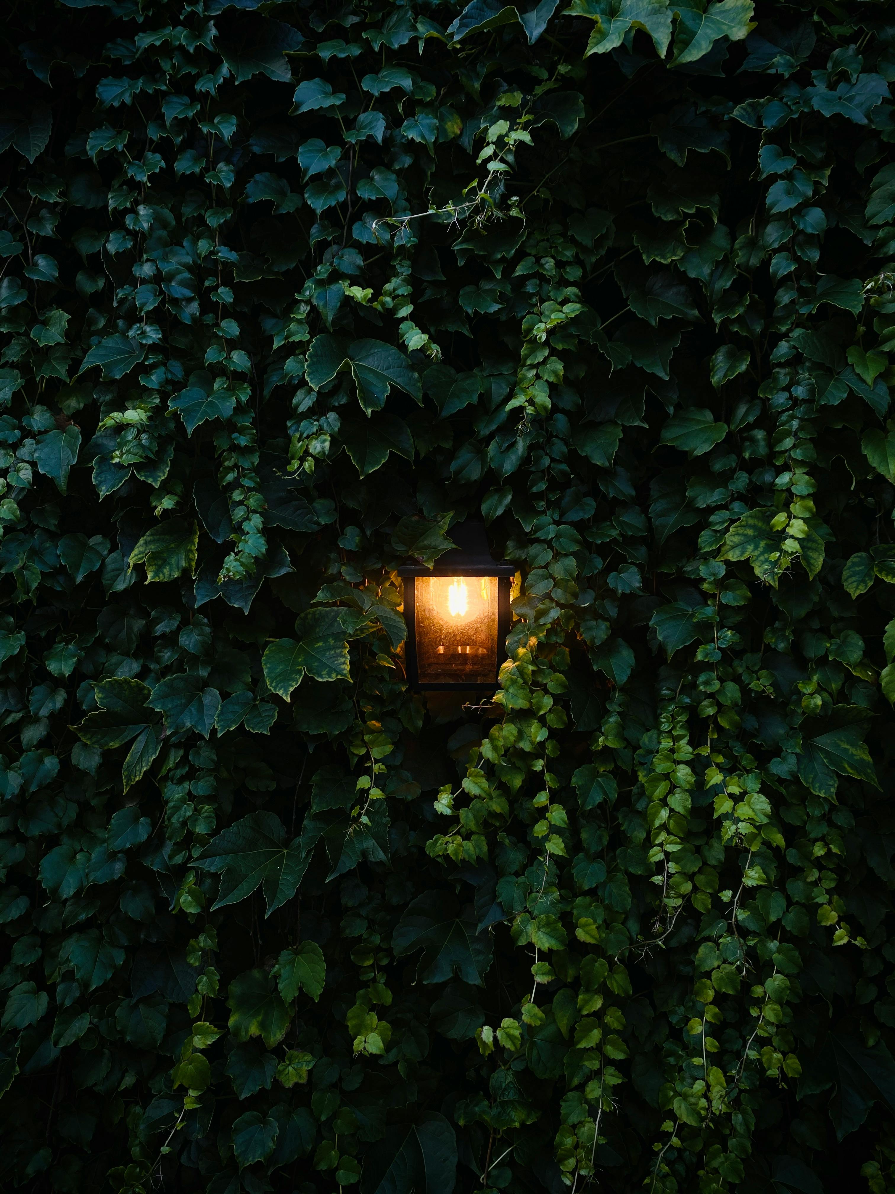 免费 一盏闪闪发光的灯笼掩映在茂盛的藤蔓之中，营造出温馨舒适的氛围。 素材图片