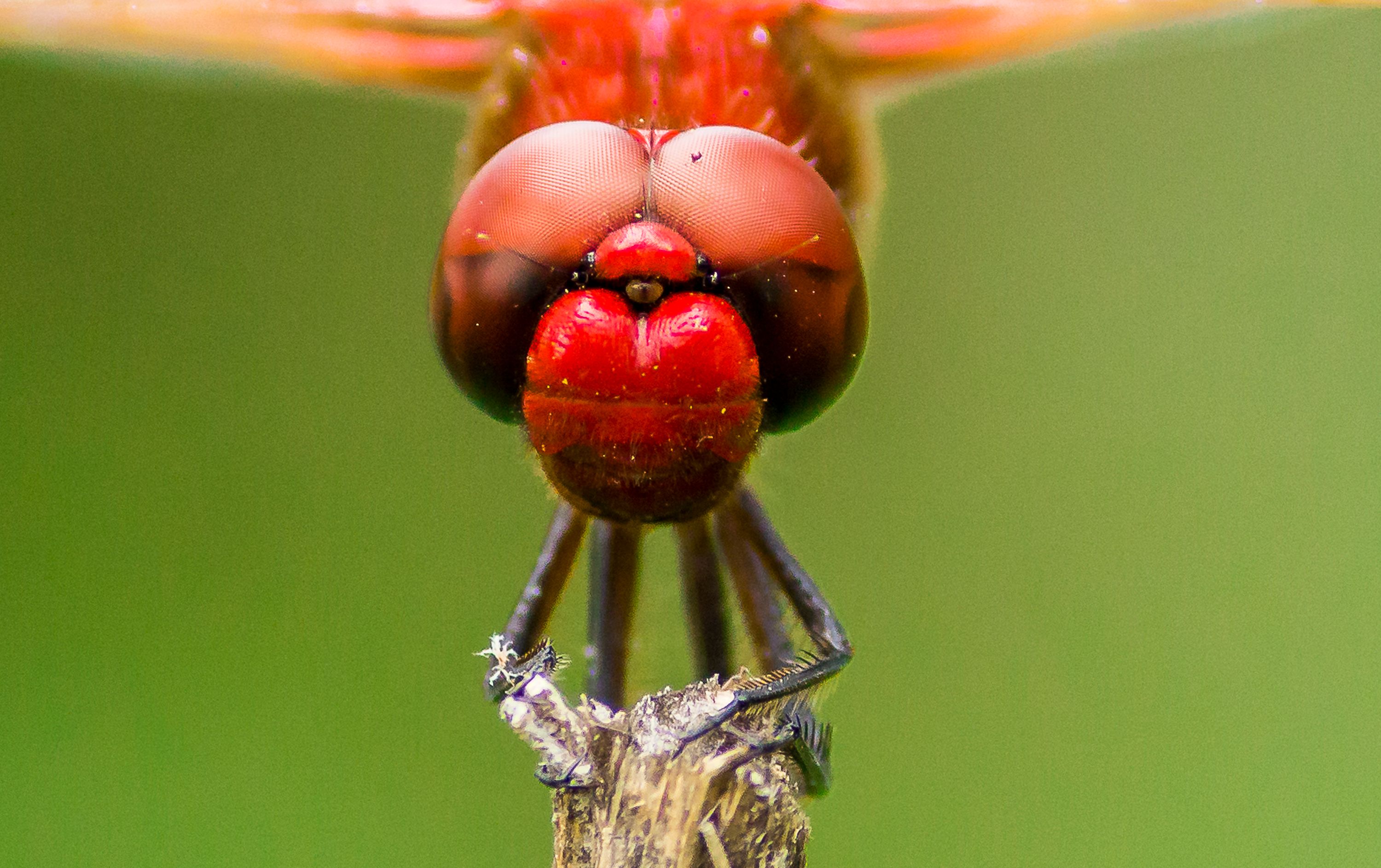 Close-up Photo of a Dragonfly on a Stick · Free Stock Photo
